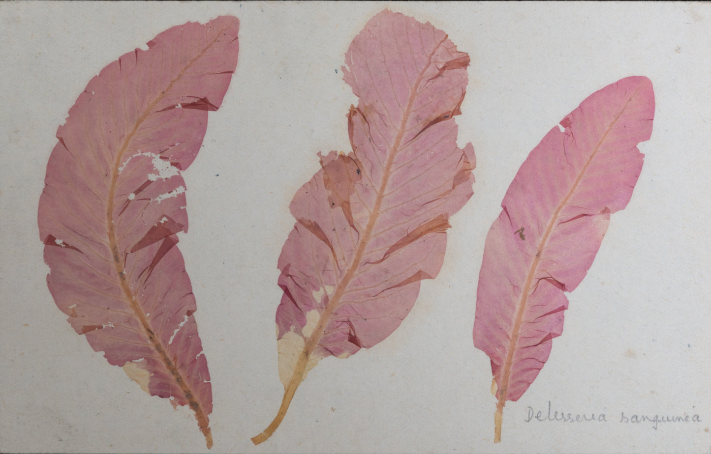 A6 Greeting Card: Sea Beech - Delesseria sanguinea