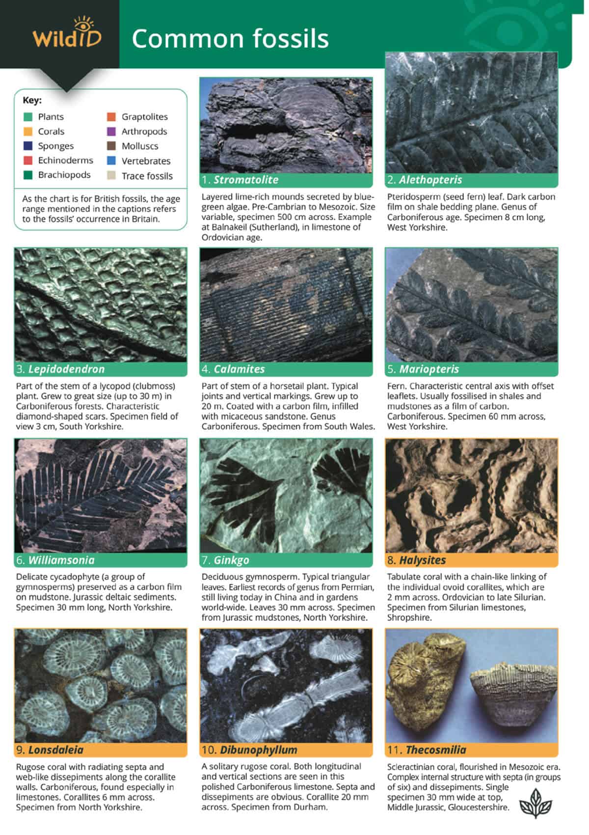 Fold-out Guides