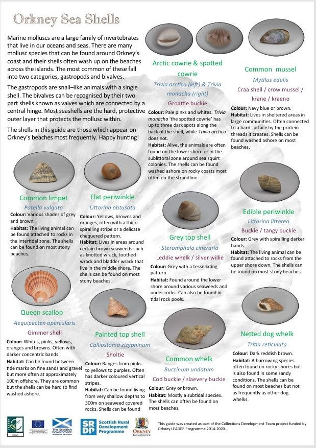 Some Orkney Sea Shells