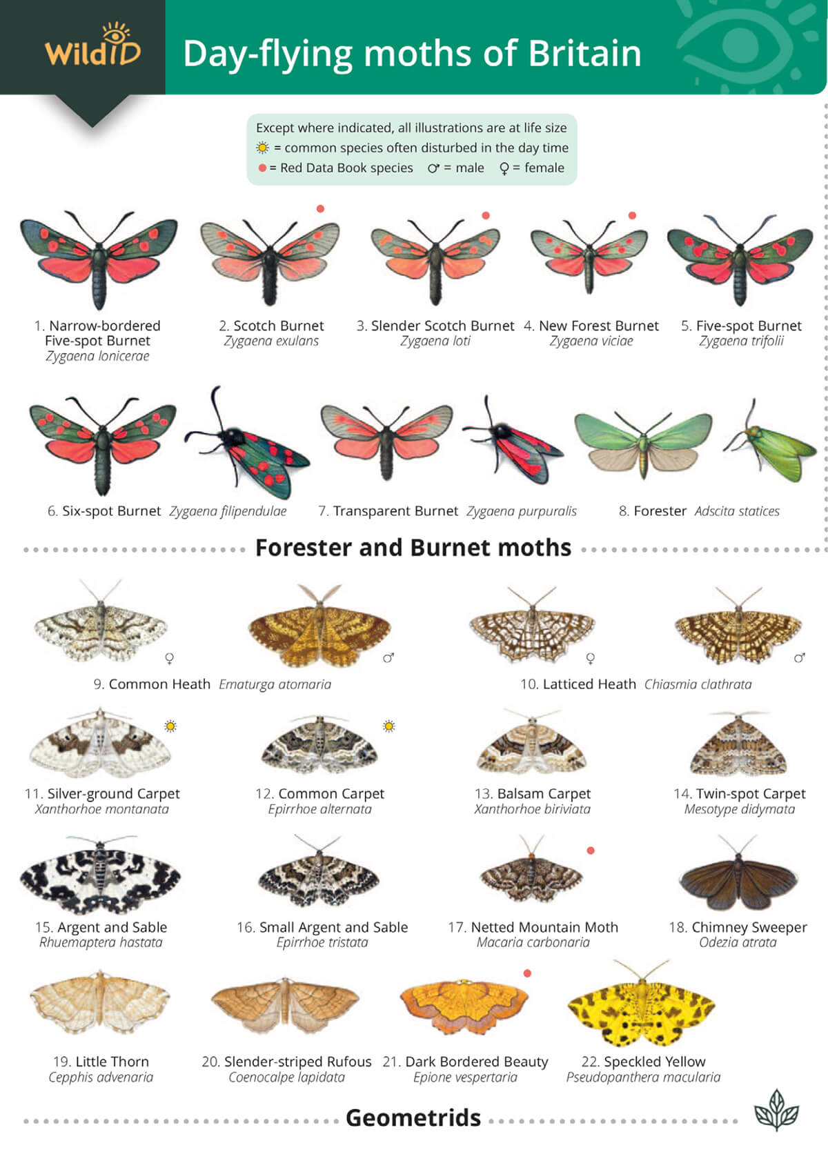 Fold-out Guides