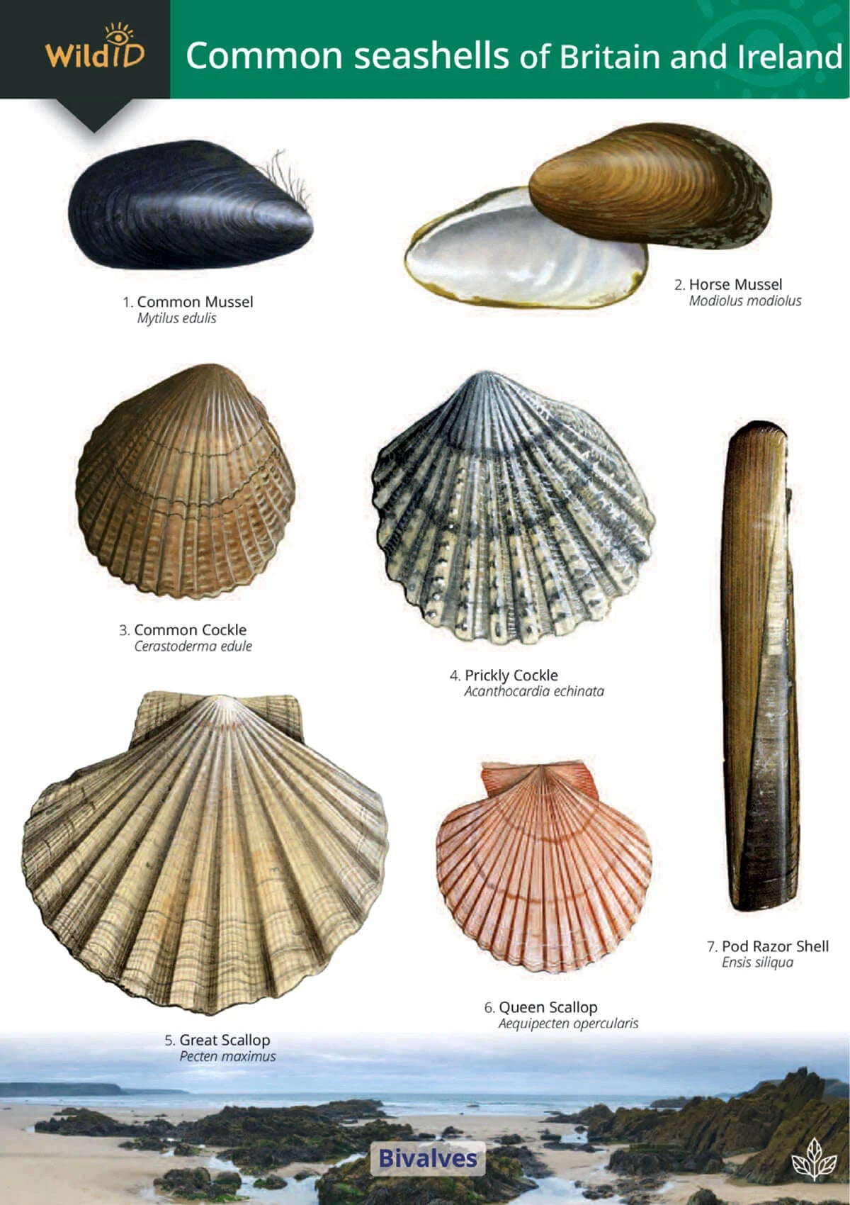 Fold-out Guides