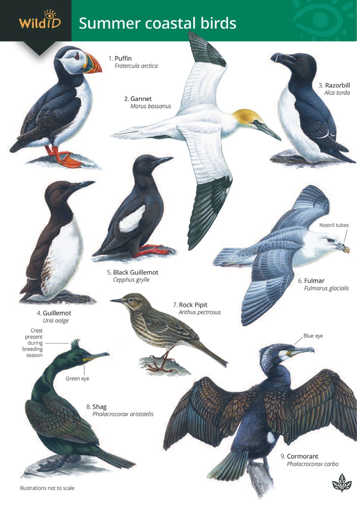 Fold-out Guides