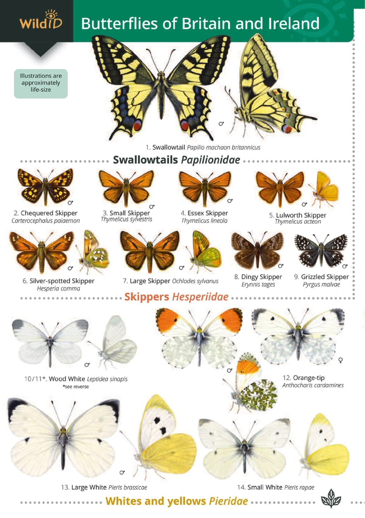 Fold-out Guides