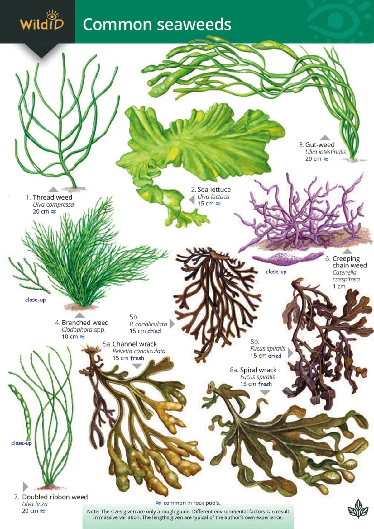 Fold-out Guides