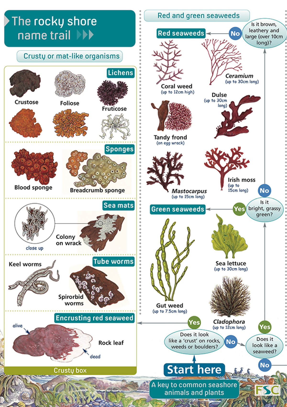 Fold-out Guides