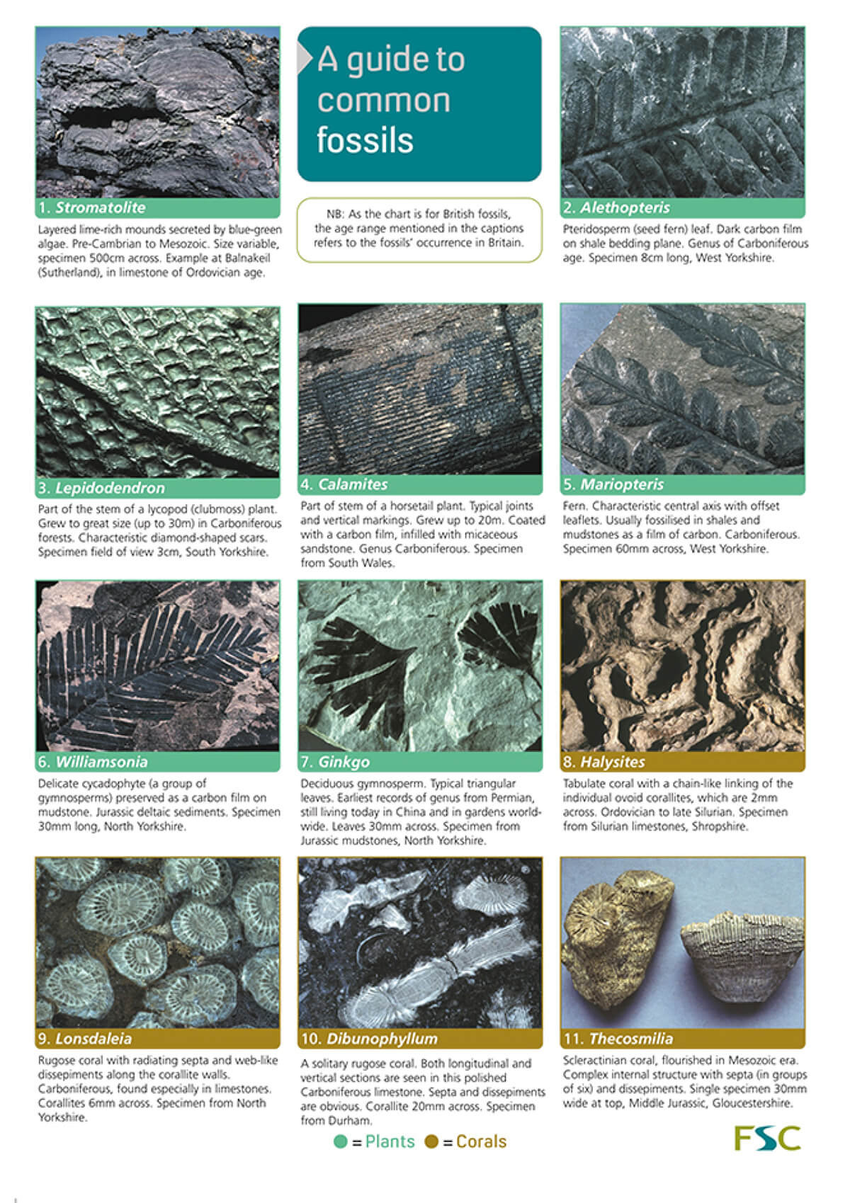 Fold-out Guides