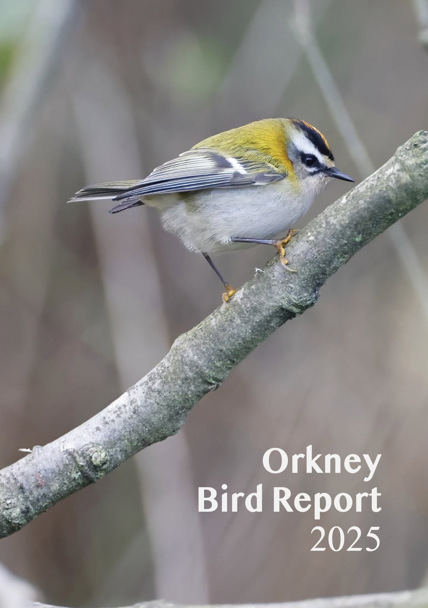 Orkney Bird Report 2025