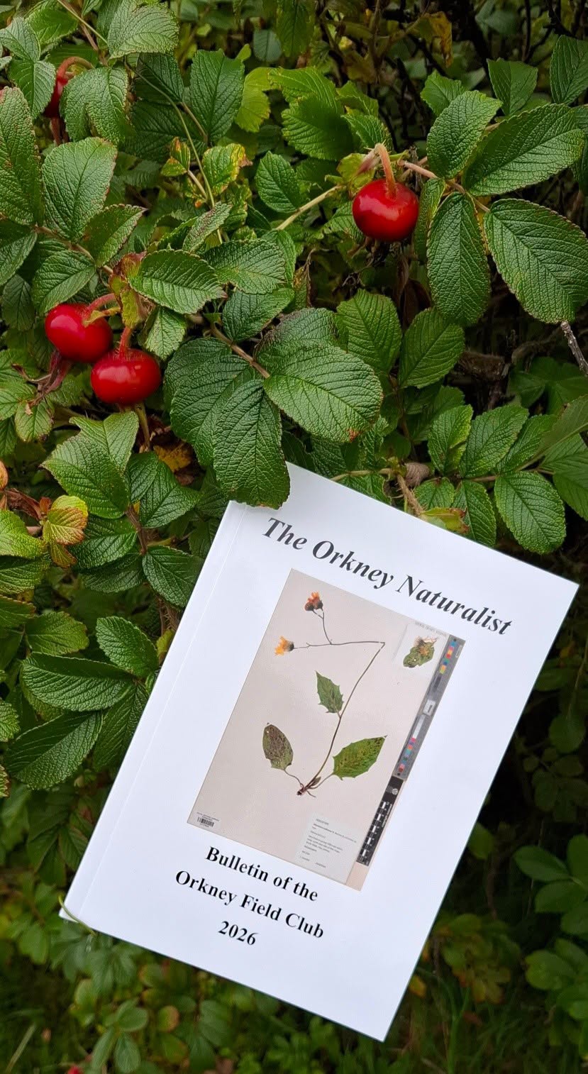 The Orkney Naturalist: Orkney Field Club Bulletin 2026