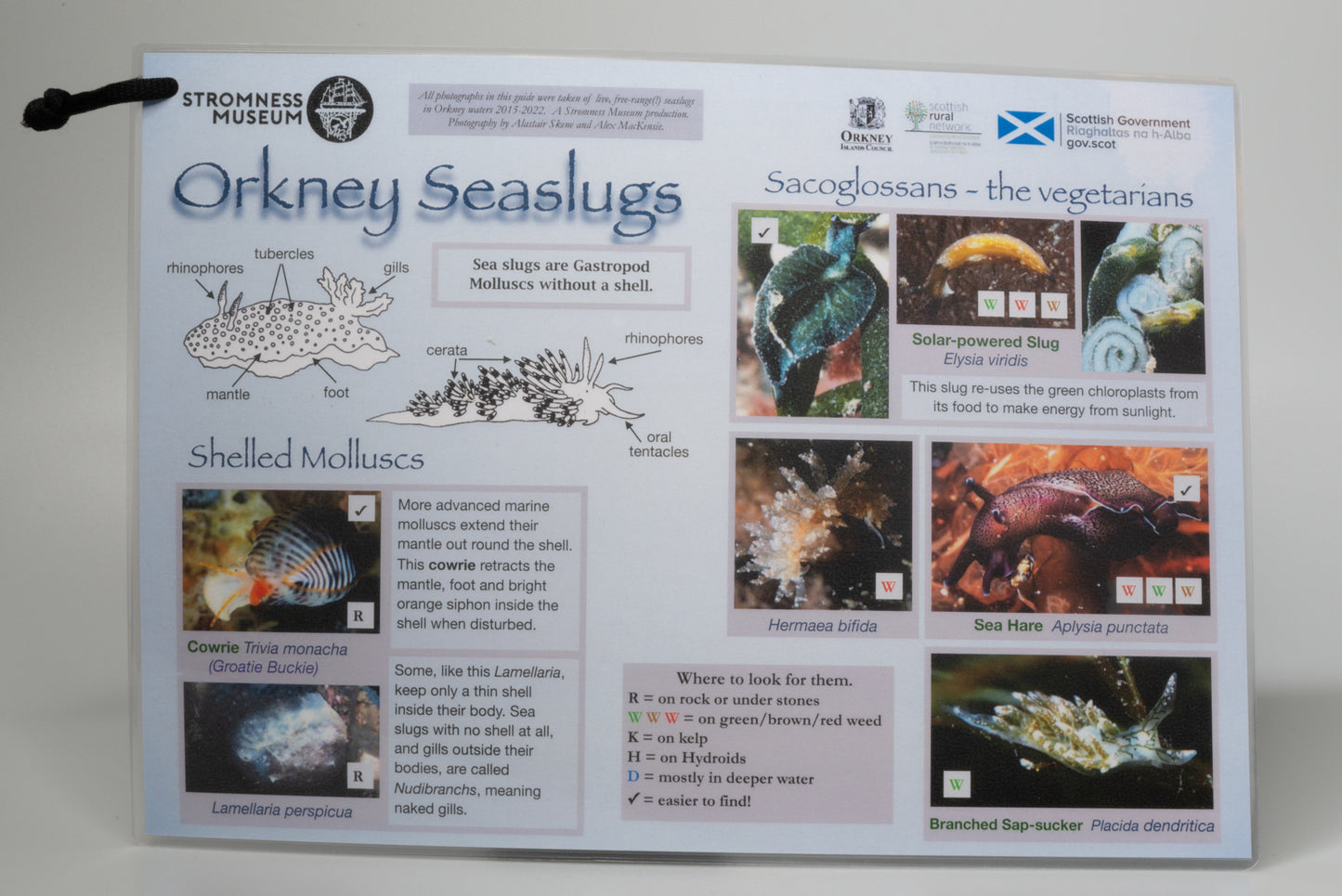 Orkney Seaslugs