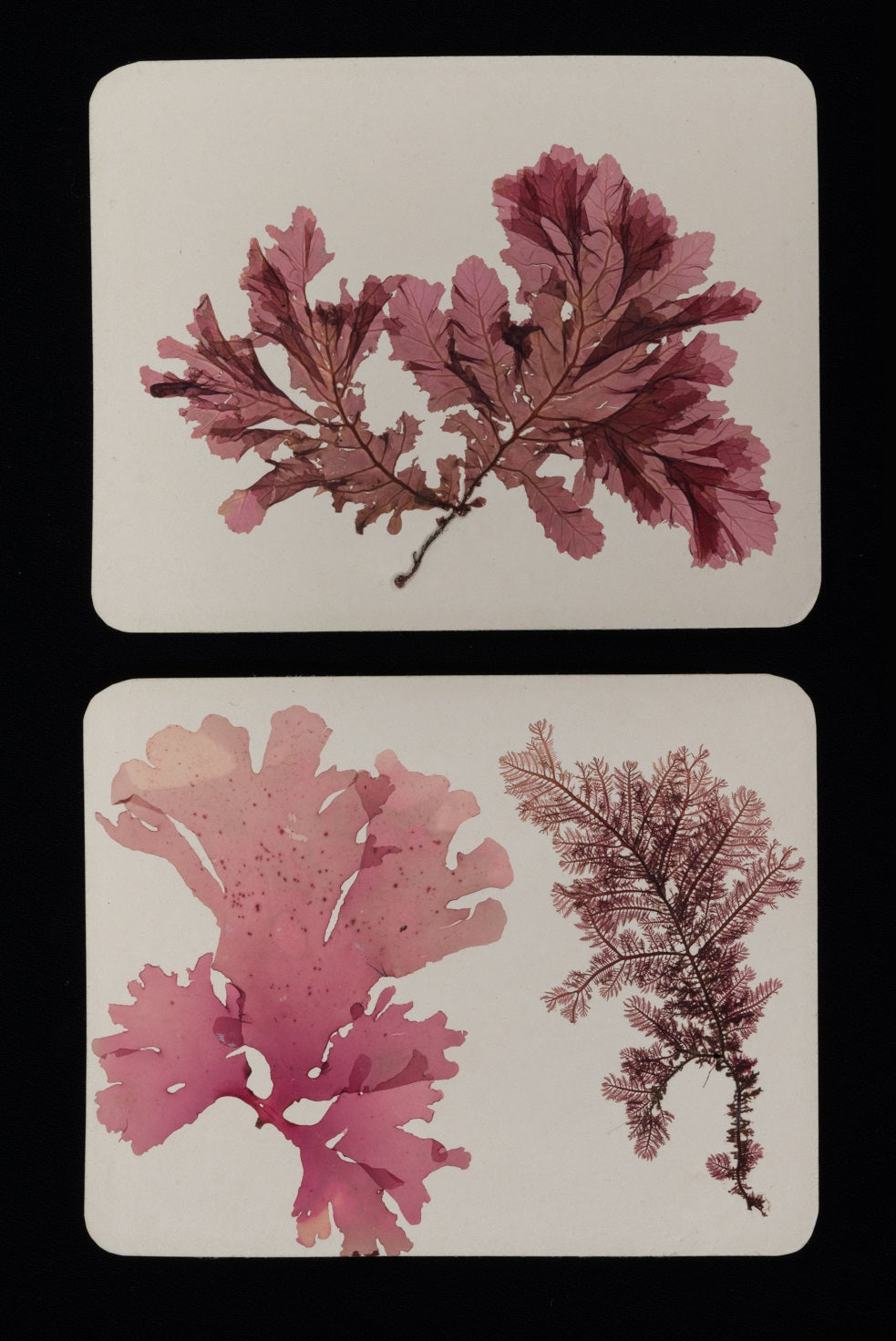 A6 Greeting Card: Red seaweeds - Phycordrys rubens, collected by Mrs A. Miller