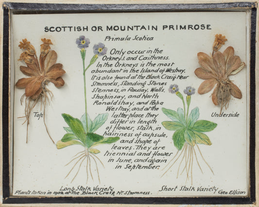 A6 Greeting Card: Primula Scotica (Scottis Primrose) specimens and information card by George Ellison