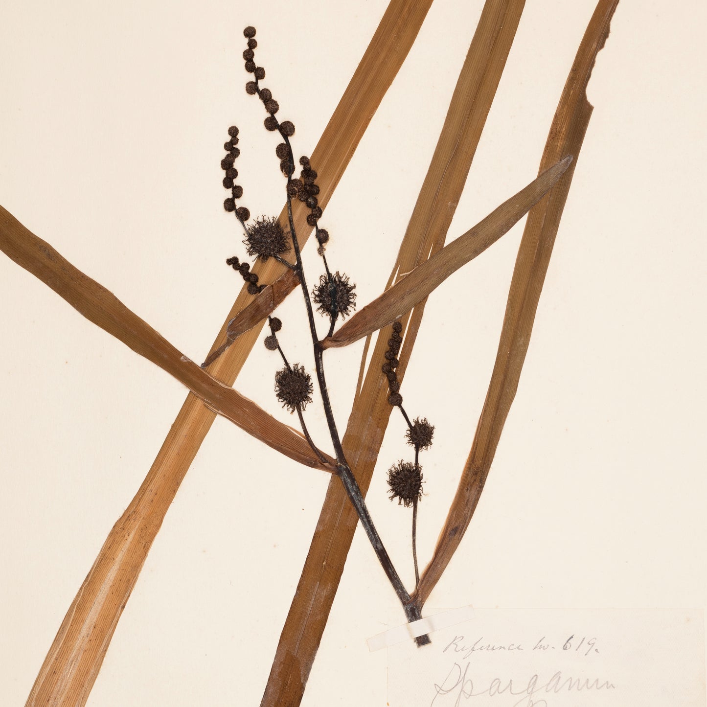 Branched Bur-Reed card