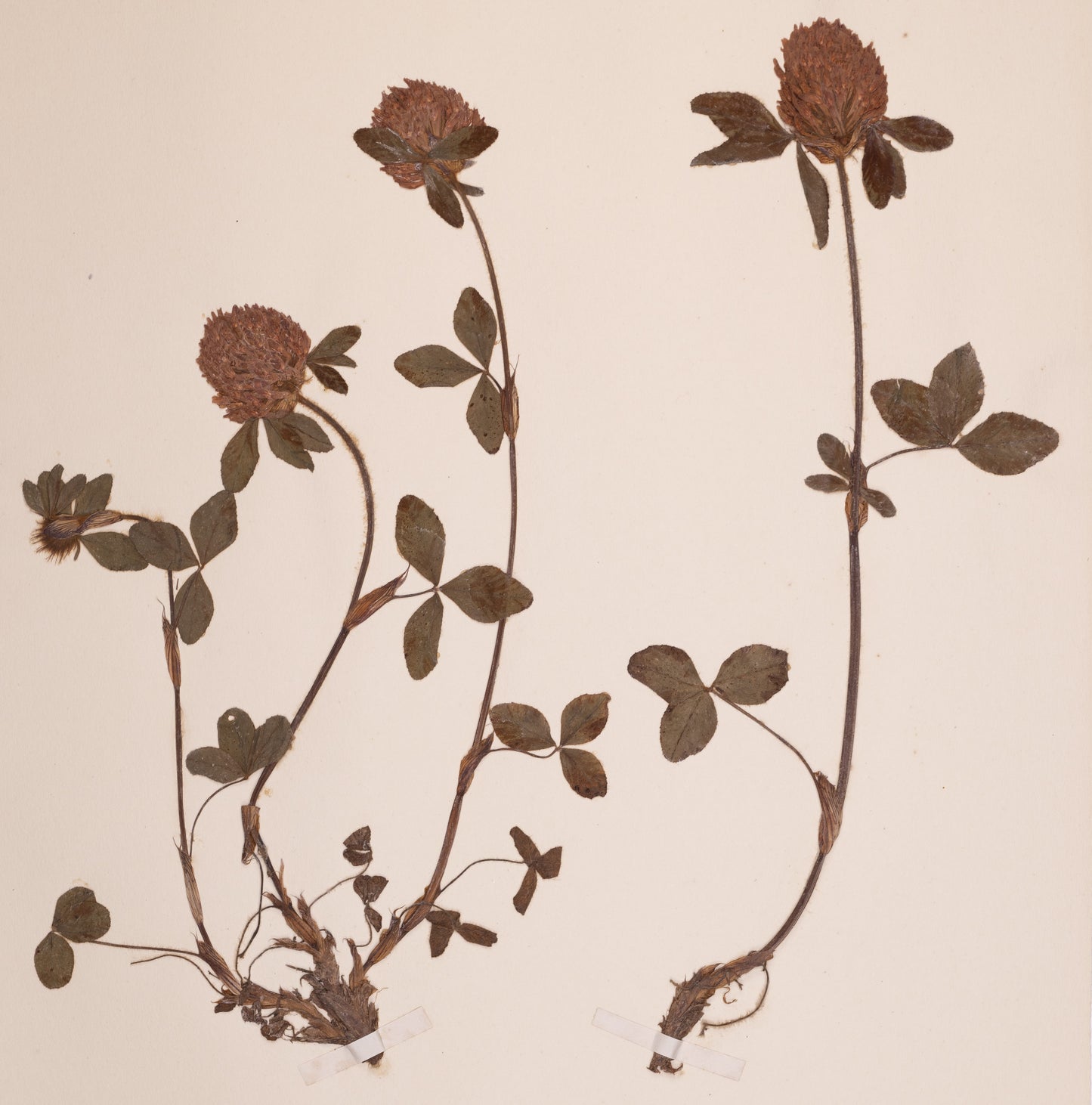 Red Clover card