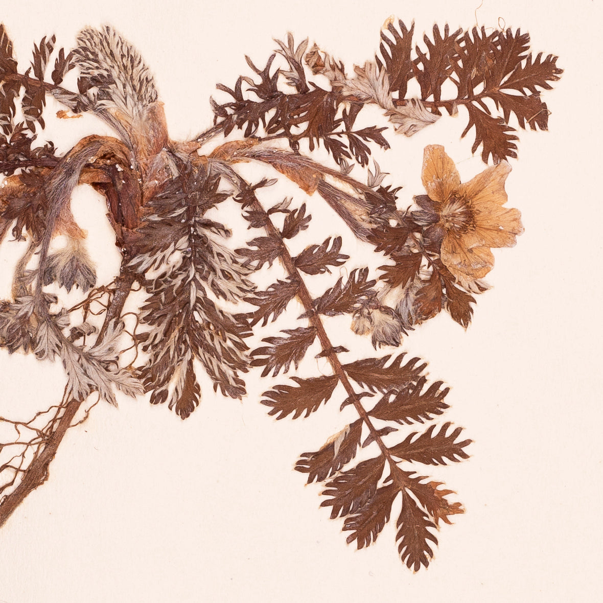 Silverweed card